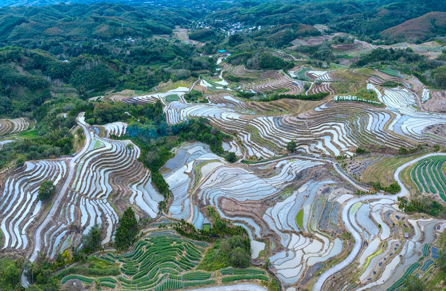 海南五指山牙胡梯田春耕忙