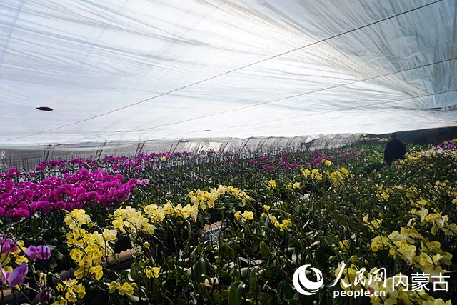 特色设施农业在大青山脚“开花”